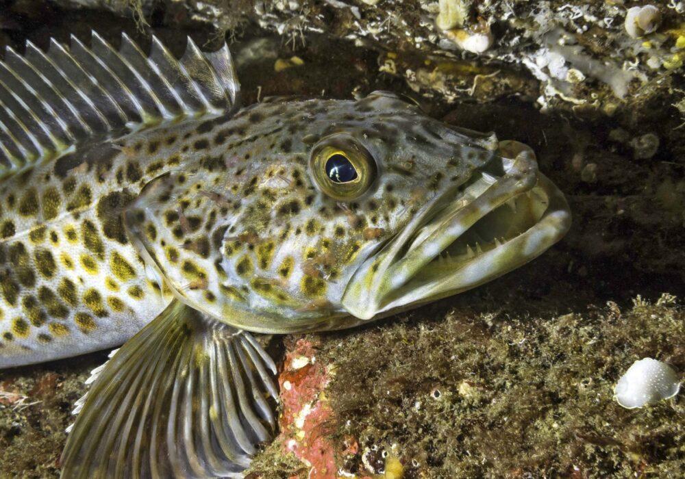 Ling Cod, copyright Pacific Seafood Ling Cod, copyright Pacific Seafood
