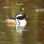 Male Hooded Merganserr, Vancouver Island, BC