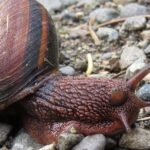 Gastropods, Pacific Sideband Snail, Vancouver Island, BC
