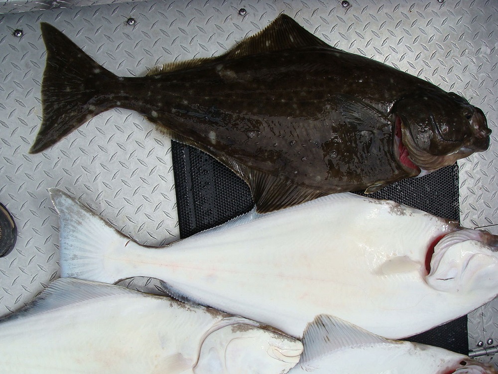 Pacific Halibut. Vancouver Island, BC Pacific Halibut. Vancouver Island, BC