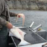 Saltwater Fish, Pacific Halibut, Vancouver Island, BC