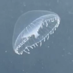 Crystal JellyFish, Vancouver Island, BC