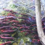 Saltwater Fish, Sockeye Salmon, Vancouver Island, BC