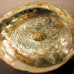 ShellFish, Abalone, Vancouver Island, BC