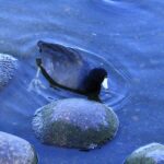 Coot, Vancouver Island, BC
