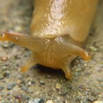 Banana Slug, Vancouver Island, BC