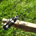 Beetles, Vancouver Island, BC