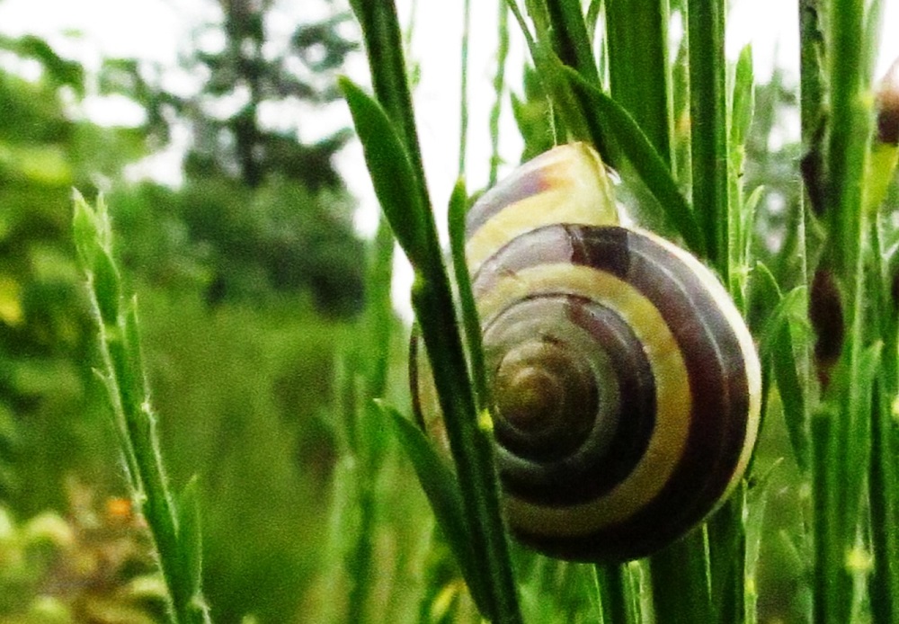 Banded Garden Snails, Gastropods, Vancouver Island, BC