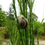 Banded Woodsnail, Vancouver Island, BC