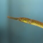 Bay Pipefish, Vancouver Island, BC
