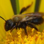 Mason Bees, Vancouver Island, BC