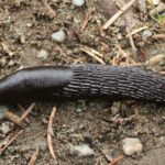 Black Garden Slug, Vancouver Island, BC