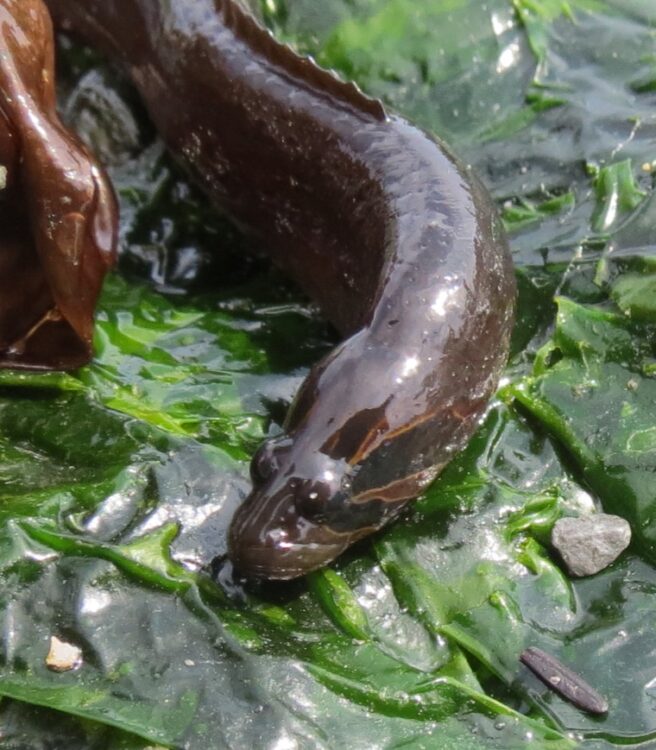Black Prickleback Fish, Vancouver Island, BC, Black Prickleback Fish, Vancouver Island, BC,