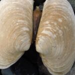 ShellFish, Butter Clams, Vancouver Island, BC