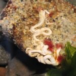 Calcareous Tube Worm, Vancouver Island, BC, 