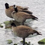 Canadian Geese, Vancouver Island, BC