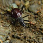 Snail Eating Beetle, Vancouver Island, BC 
