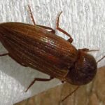 Click Beetle, Vancouver Island, BC