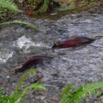 Saltwater Fish, Coho Salmon, Vancouver Island, BC