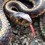 Common Garter Snake, Vancouver Island, BC, photo by Bud Logan