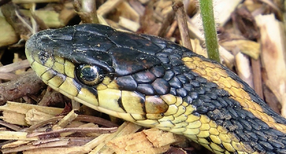 Common Garter Snake, Vancouver Island, BC, photo by Bud Logan Common Garter Snake, Vancouver Island, BC, photo by Bud Logan