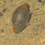 Common Garden Snail, Vancouver Island, BC