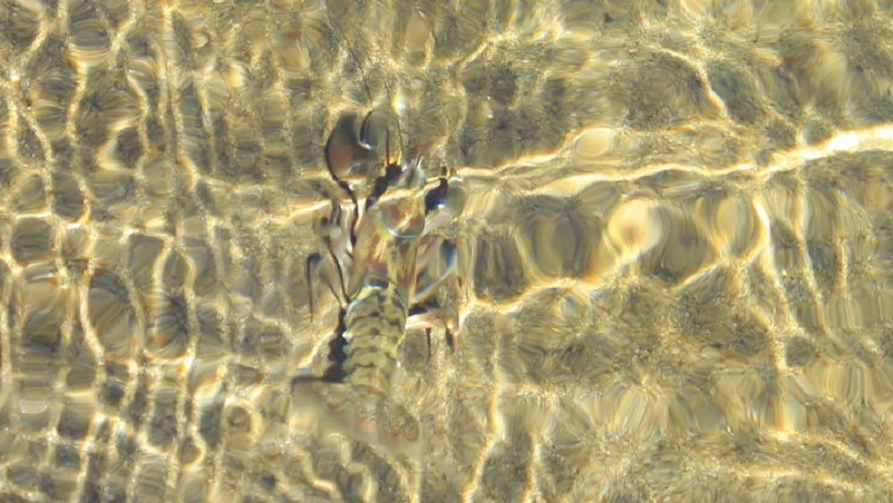 Crayfish, Vancouver Island, BC Crayfish, Vancouver Island, BC