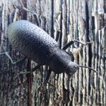Darkling Beetle, Vancouver Island, BC