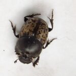 Dung Beetle, Vancouver Island, BC