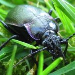 European Ground Beetle, Vancouver Island, BC Beetle, Vancouver Island, BC