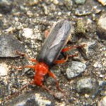 Fire Coloured Beetle, Vancouver Island, BC Beetle, Vancouver Island, BC