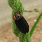 Firefly Beetle, Vancouver Island, BC Beetle, Vancouver Island, BC