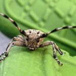 Flat faced longhorn Beetle, Vancouver Island, BC Beetle, Vancouver Island, BC