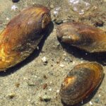 Freshwater Clams, Vancouver Island, BC