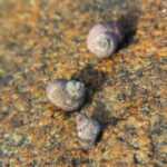 ShellFish, Frilled Dogwringles, Vancouver Island, BC