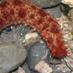 Giant Sea Cucumber, Vancouver Island, BC