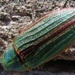 Golden Bupestripe Beetle, Vancouver Island, BC 