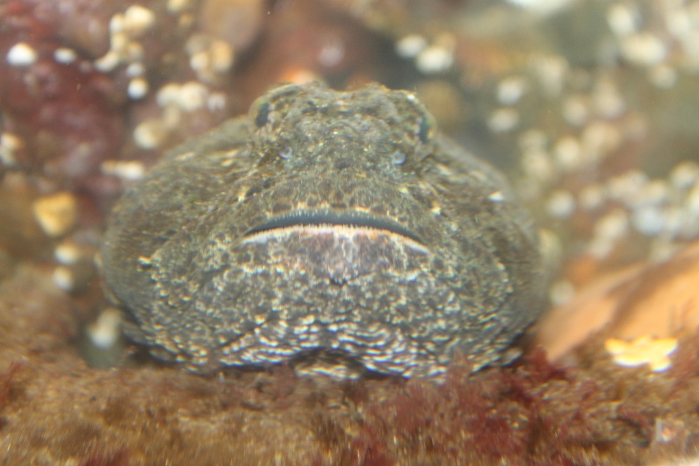 Great Sculpin, Vancouver Island, BC Great Sculpin, Vancouver Island, BC