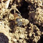 Bees, Vancouver Island, BC