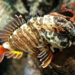 Saltwater Fish, Grunt Sculpin, Vancouver Island, BC