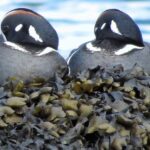 Harlequin, Vancouver Island, BC