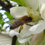 Honey Bees, Vancouver Island, BC