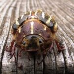 June Beetle, Vancouver Island, BC 