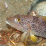 Kelp Greenling, Vancouver Island, BC