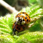 Ladybird Beetle, Vancouver Island, BC 