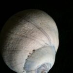 ShellFish, Lewis Moonsnail, Vancouver Island, BC