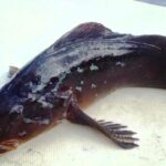 Ling Cod, Vancouver Island, BC