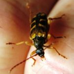 Flower Longhorn Beetle, Vancouver Island, BC 