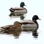 Mallard Ducks, Vancouver Island, BC