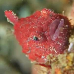 Pacific Spiny Lumpsucker, Vancouver Island, BC